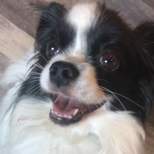 Meet your Posher, Sam